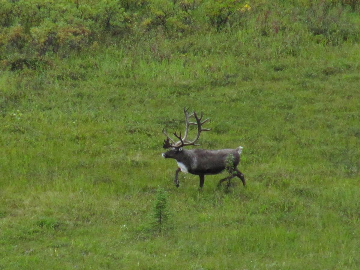 Caribou Lodge Alaska Талкитна Екстериор снимка