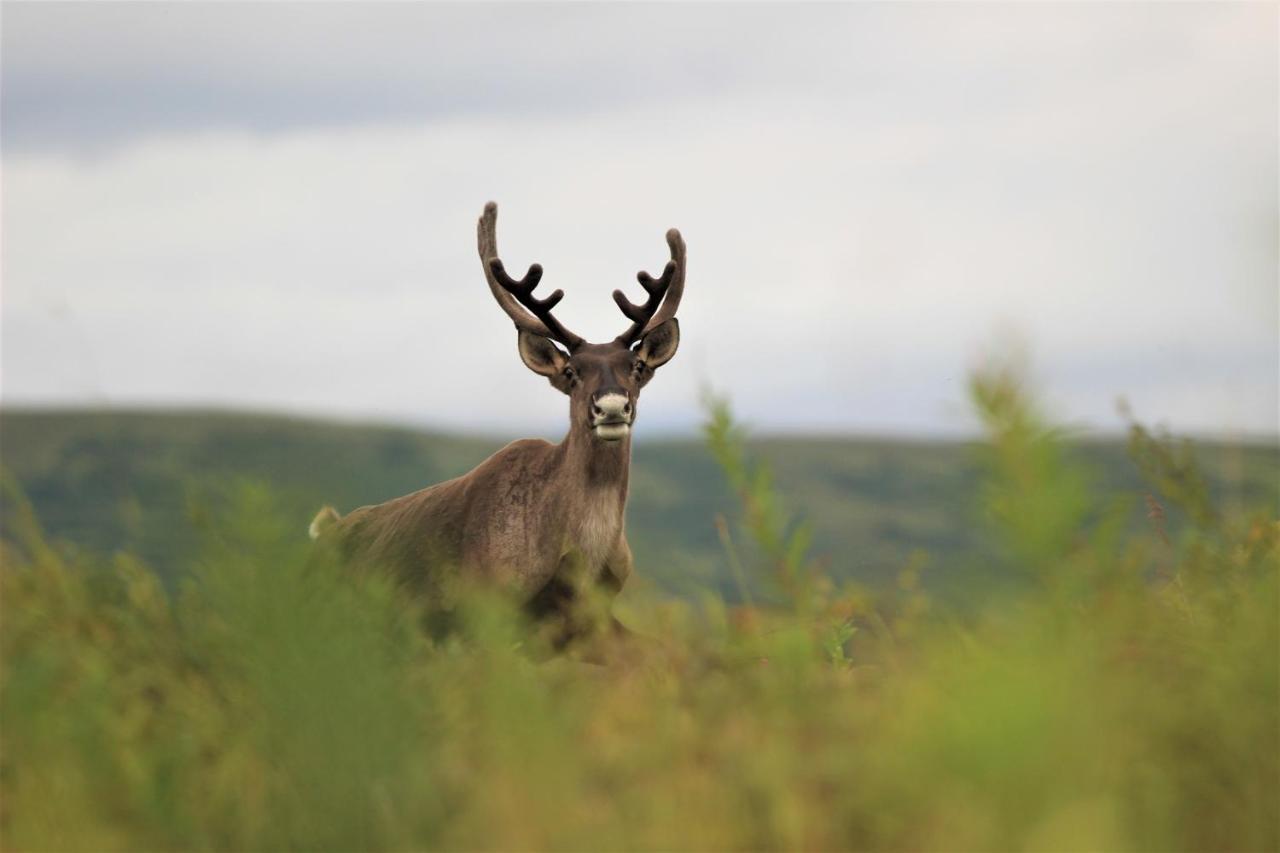 Caribou Lodge Alaska Талкитна Екстериор снимка