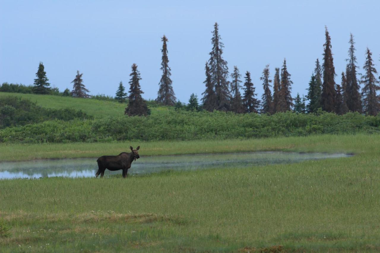 Caribou Lodge Alaska Талкитна Екстериор снимка